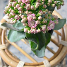Eclectic Botanical Farmhouse Family Room – Paint + Accessories | One Room Challenge™ Week 3