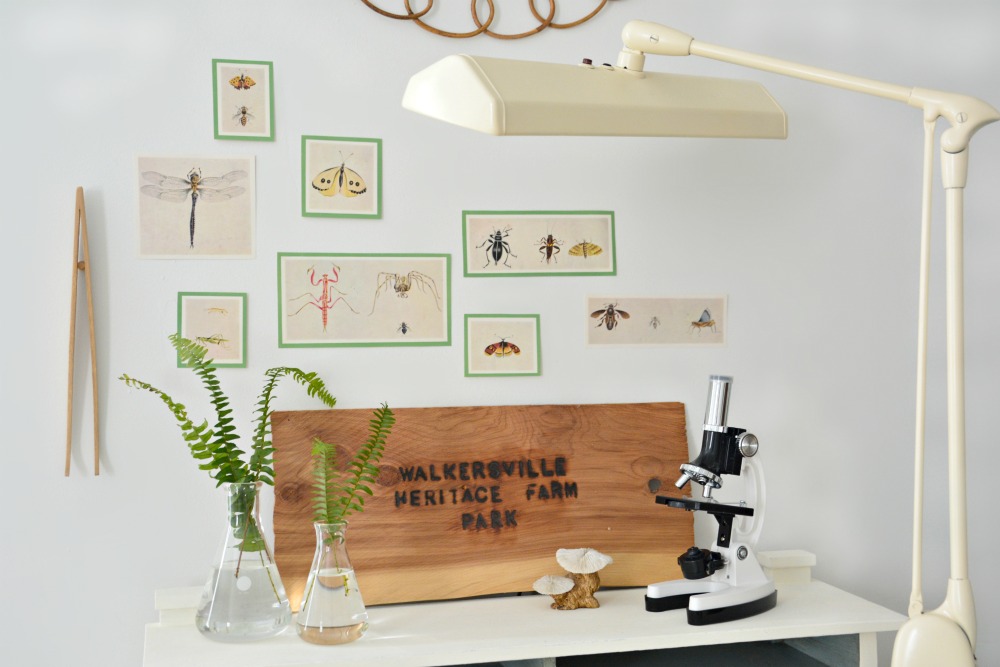 entomologist-themed-bedroom