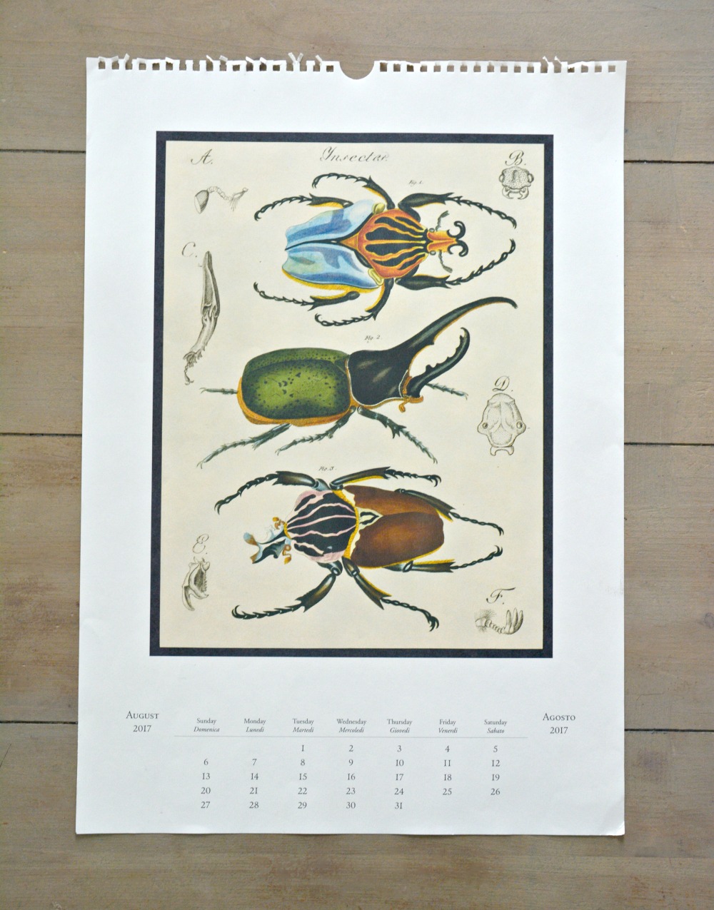 specimen-calendar-page