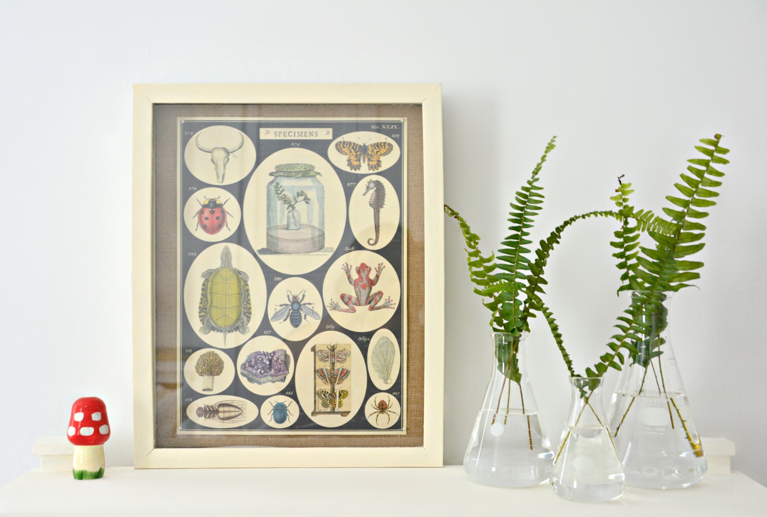 specimen-frame-shadowbox-art